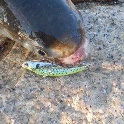 どうやったらええねん⁇淀シーHelp me‼